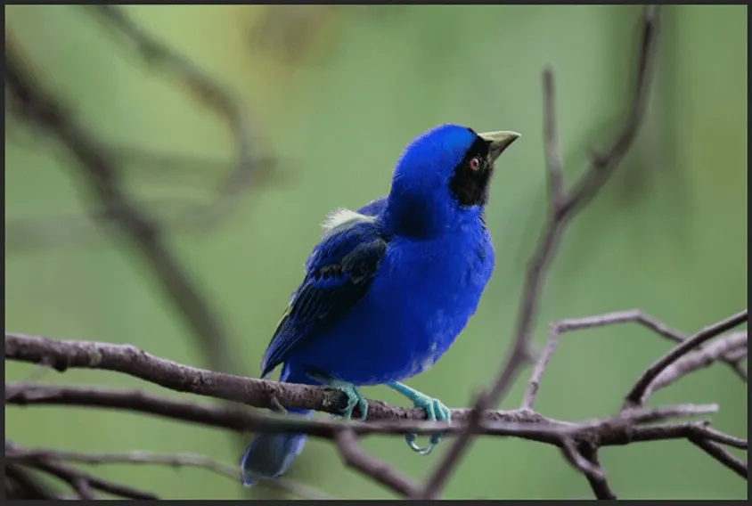 Mengubah Warna Burung Jadi Biru